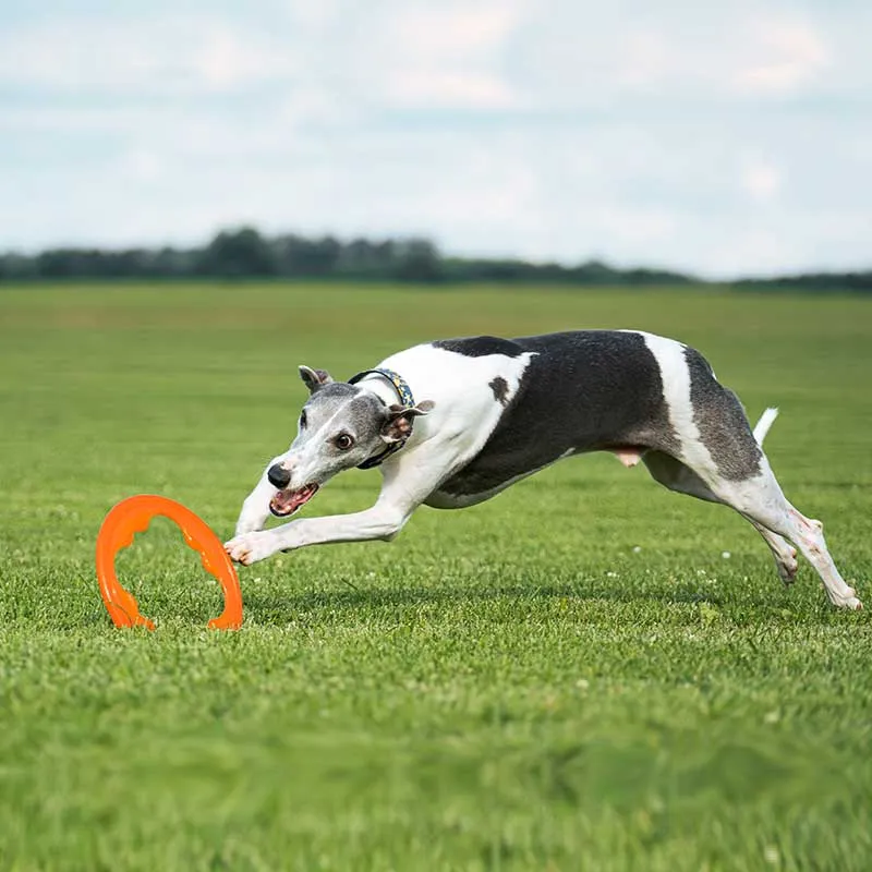 BIONIC Toss-N-Tug Turbo Ring Dog Toy