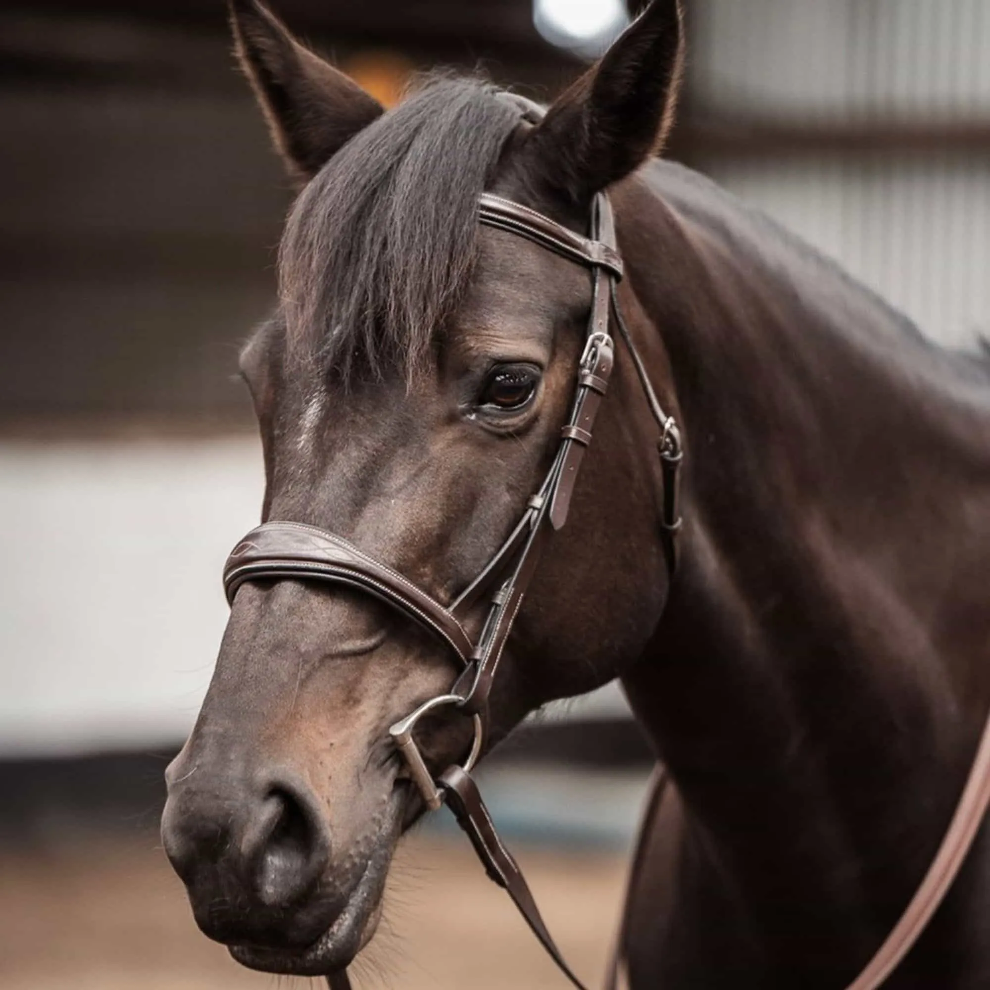 ExionPro Fancy Stitched Raised Anatomical Bridle with Reins without Flash