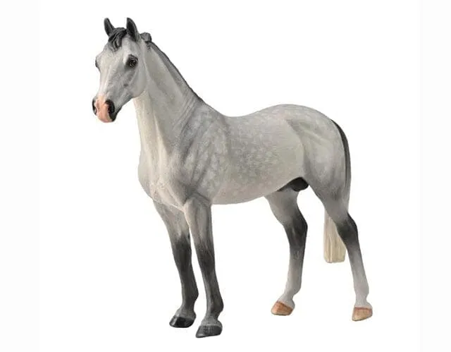 Hanoverian Stallion