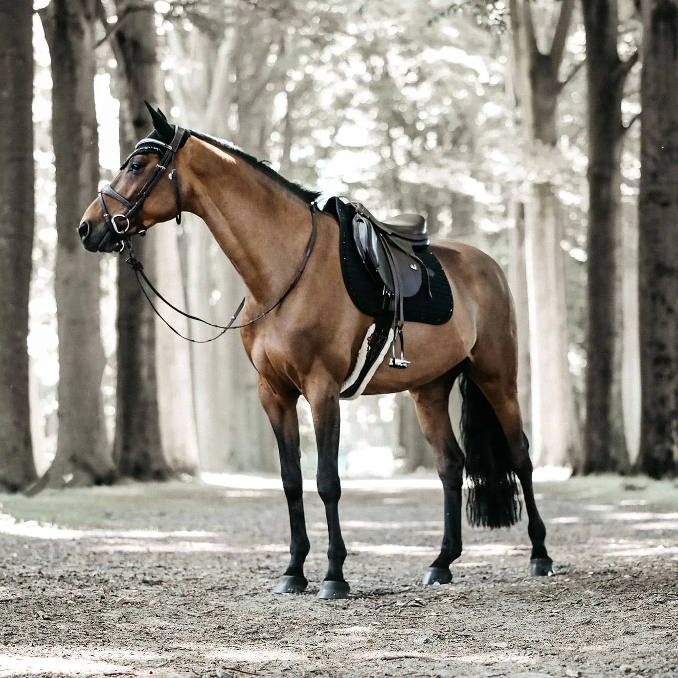 Kentucky Horsewear Pearls Jumping Saddle Cloth - Black