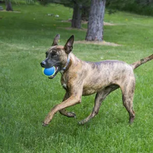 KONG Ultra Squeaker Air Ball