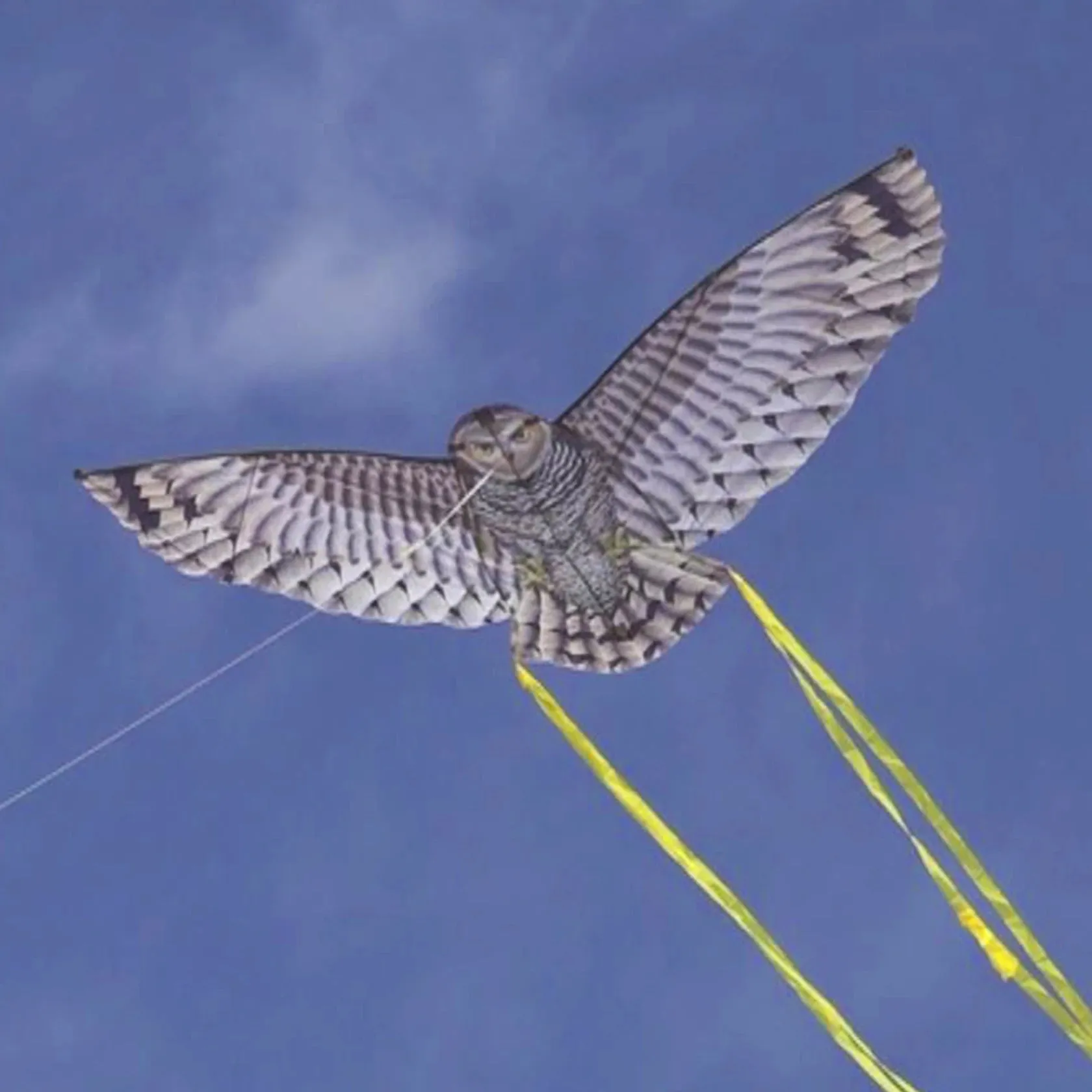 Supersized Bird of Prey - 67" Owl Kite